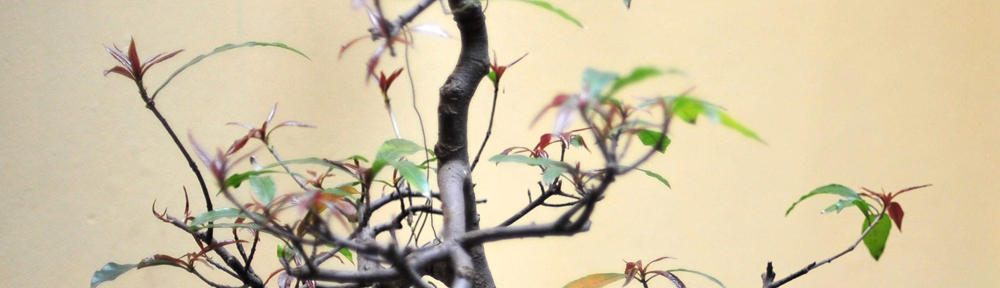 长年客马克国的管理分享